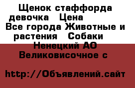 Щенок стаффорда девочка › Цена ­ 20 000 - Все города Животные и растения » Собаки   . Ненецкий АО,Великовисочное с.